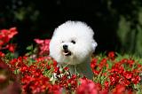 BICHON FRISE 547